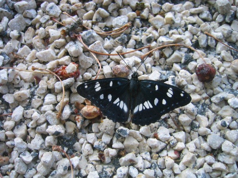 Limenitis reducta